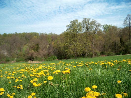 Photogrsph of a field in Oley township with yellow flowers